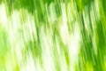 Abstract blur light gradient green and white soft pastel color wallpaper background Royalty Free Stock Photo