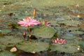 Abstract blur Lotus flower alone in lake.