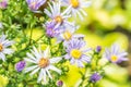 Abstract blur of purple flowers, violet daisy. Royalty Free Stock Photo