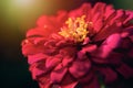 Abstract blur red Zinnia flower blooming in blurry background Royalty Free Stock Photo