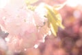 Abstract blur sakura background