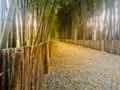 Abstract blur small pathway surrounded by bamboo
