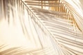 Abstract blur of tropical leaves pattern background.luxury palm leaf design with shadow.nature concepts ideas