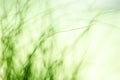 Abstract blured green grass background. Natural texture Royalty Free Stock Photo