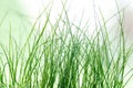 Abstract blured green grass background. Natural texture Royalty Free Stock Photo