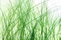 Abstract blured green grass background. Natural texture Royalty Free Stock Photo