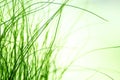 Abstract blured green grass background. Natural texture Royalty Free Stock Photo