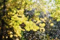 Abstract blurred autumn background of yellow leaves with shining rain drops in sunny day. Soft focus, magic light bokeh Royalty Free Stock Photo