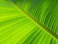Abstract blurred background of banana leaf green colour