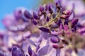 Abstract blurred background with blooming wisteria.Fine Art photography Royalty Free Stock Photo