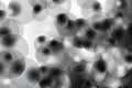 Abstract blurred background bokeh black and white from a variety of transparent circles, bubbles Royalty Free Stock Photo