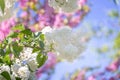 Abstract blurred background of bokeh and blooming white lilacs or syringa branch in springtime. Spring nature Royalty Free Stock Photo