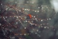 Abstract and blurred background with branches and raindrops Royalty Free Stock Photo