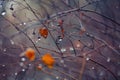 Abstract and blurred background with branches and raindrops Royalty Free Stock Photo