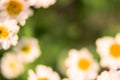 Abstract blurred background with camomile Royalty Free Stock Photo