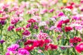 Abstract blurred background of colorful carnation flowers.