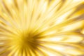 Abstract blurred background in the form of a flower and sun rays of gold color. Concept background, texture Royalty Free Stock Photo