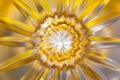 Abstract blurred background in the form of a flower and sun rays of gold color. Concept background, texture. Royalty Free Stock Photo