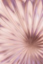 Abstract blurred background in the form of a flower and sun rays of pink color. Concept background, texture