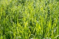 Green grass background