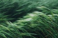 Abstract Blurred Background of Green Grass Swaying in the Wind with Grainy Texture Royalty Free Stock Photo