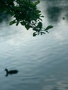 Abstract blurred background of lake with silhouette of tree branch and duck at dusk. Royalty Free Stock Photo