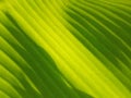 Abstract blurred background of light and shadow on banana leaf