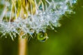 Abstract blurred background. Macro photo of dandelion seeds with water drops. Selective focus Royalty Free Stock Photo