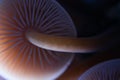 Magic mushrooms caps and gill macro, pastel purple