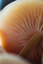 Magic mushrooms caps and gill macro, pastel orange