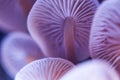 Magic mushrooms caps and gill macro, pastel purple