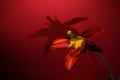 Abstract blurred background - red tulips on a red background in back or side soft lighting. Tulip flowers background for postcard Royalty Free Stock Photo