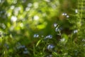 Abstract blurred background with small beautiful blue flowers and green plants with beautiful bokeh in sunlight Royalty Free Stock Photo