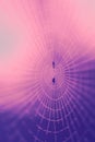 Abstract blurred background with spider web. Spider web with dew drops. Gradient blue, violet and lilac background Royalty Free Stock Photo