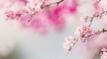 Abstract Blurred Background in Sunlit Idyll, Floral Springtime Beauty with Copy Space. Royalty Free Stock Photo