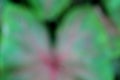 Abstract blurred background texture of a green leaf Royalty Free Stock Photo