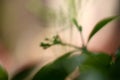 Abstract blurred background texture of a green leaf Royalty Free Stock Photo