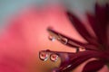 Purple and violet daisy flower petals with water drop refraction macro abstract blurred background. Royalty Free Stock Photo