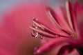 Purple and violet daisy flower petals with water drop refraction macro abstract blurred background. Royalty Free Stock Photo