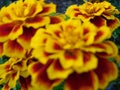Abstract blurred background  yellow and variegated marigolds tagetes on a flower bed close-up in summer, floral background Royalty Free Stock Photo