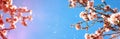 Abstract blurred banner of spring cherry tree Royalty Free Stock Photo