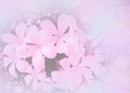 Abstract blurred beautiful Plumeria in soft color flower background Royalty Free Stock Photo