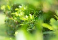 Abstract blurred beautiful soft green bokeh light leaves