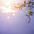 Abstract blurred beautiful spring background with fresh leaves in tree branch and flying butterfly Royalty Free Stock Photo