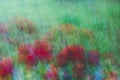 Abstract blurred beckground flowers and grass