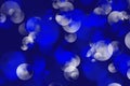 Abstract blurred blue and white background with bright colorful pattern in the form of bubbles, fa ntasy circles, rich texture Royalty Free Stock Photo