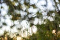 Abstract blurred blue yellow green bokeh nature background. Grass and plants on sun in sunlight close up Royalty Free Stock Photo