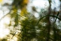 Abstract blurred blue yellow green bokeh nature background. Silhouette of grass and plants on sun in sunlight, macro Royalty Free Stock Photo