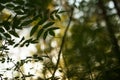 Abstract blurred blue yellow green bokeh nature background. Silhouette of leaves and plants in forest on sun in sunlight, macro Royalty Free Stock Photo