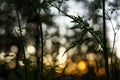 Abstract blurred blue yellow orange bokeh nature background. Silhouette of plants and leaves on sunset sun in sunlight, macro Royalty Free Stock Photo